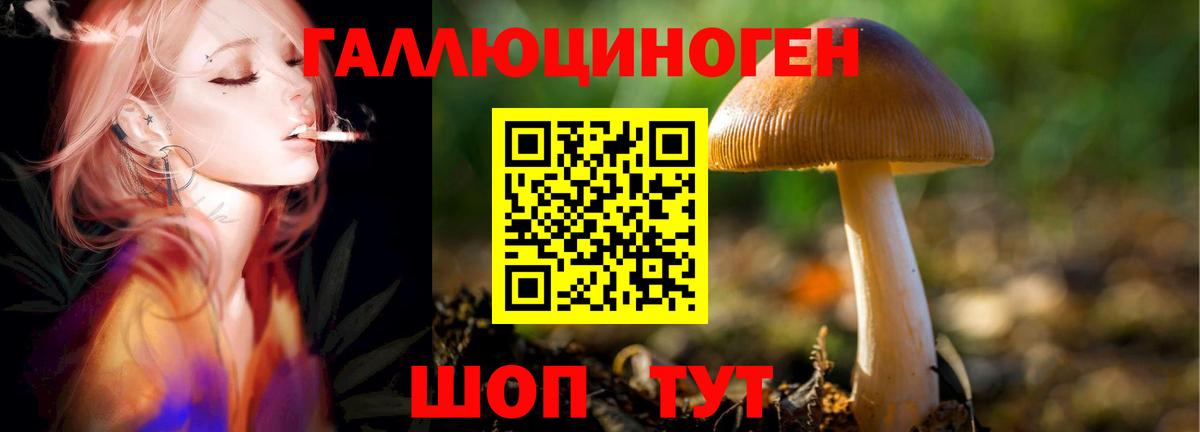 Галлюциногенные грибы Psilocybe Елец